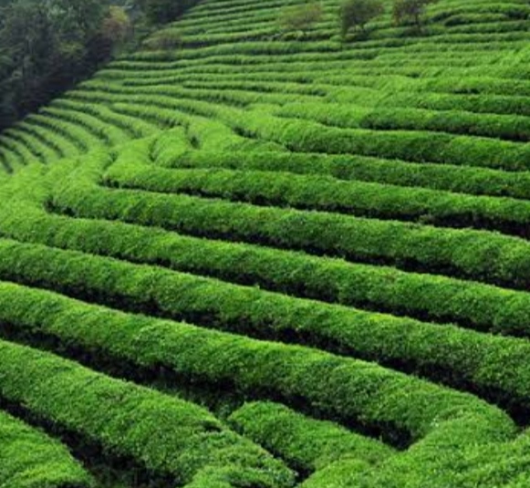 Çay Nedir?Çayın Tarihi