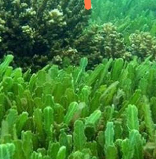 Deniz Yosunu Nedir?