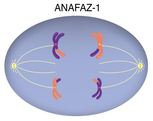 Anafaz 1 nedir?