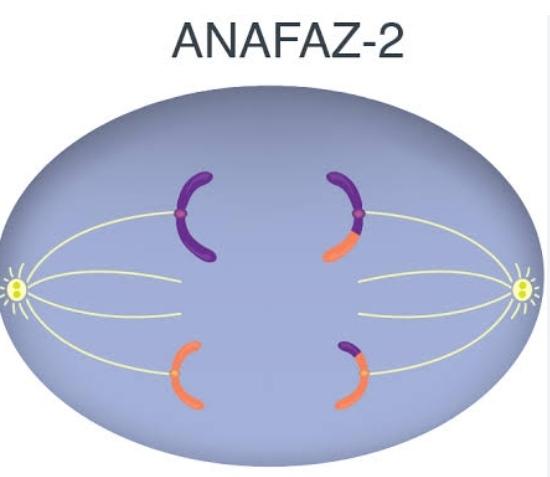 Anafaz 2 nedir?