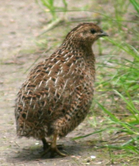 Dream About quail Meaning