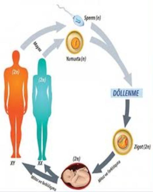 Eşeyli üreme nedir?