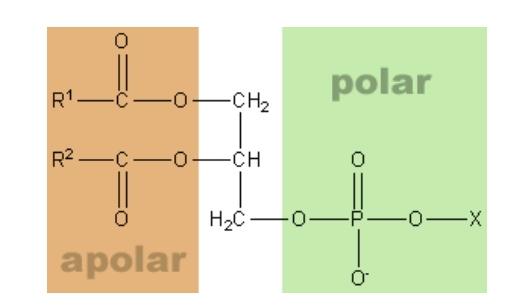 Fosfolipitler nelerdir?
