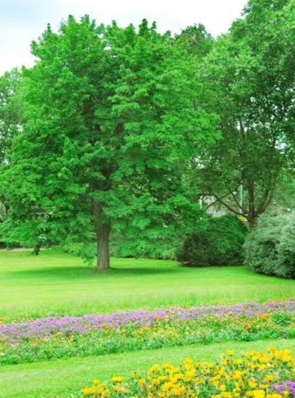 Garden Dream Meaning