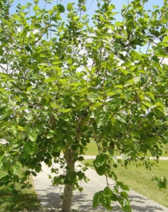 Dut Ağacı Nedir, Nerede Ve Nasıl Yetişir?