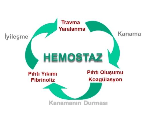 Homeostazi Nedir, Nasıl Gerçekleşir?
