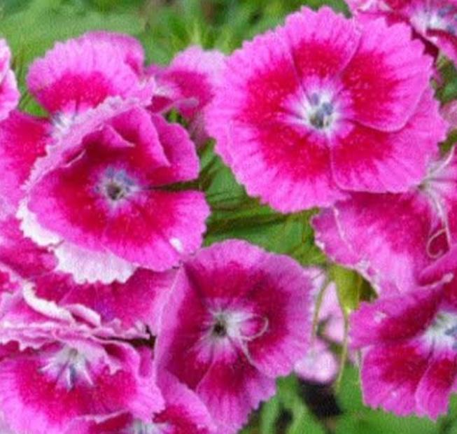 Gugu Çiçeği Nedir?
