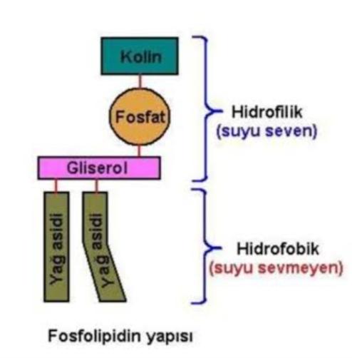 Fosfolipitler nelerdir?