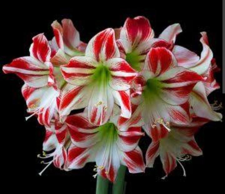 Amaryllis (Güzel Hatun) Çiçeği Bakımı Nasıl Yapılır?