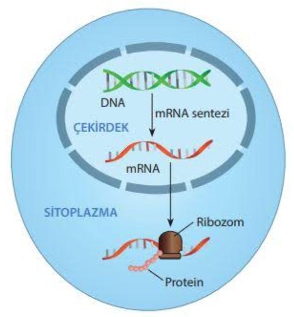 Mesajcı RNA (mRNA) nedir?