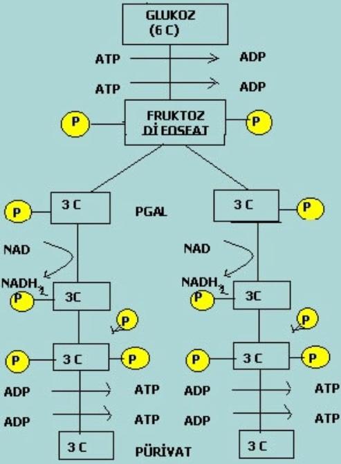 Substrat Düzeyinde Fosforilasyon Nedir?