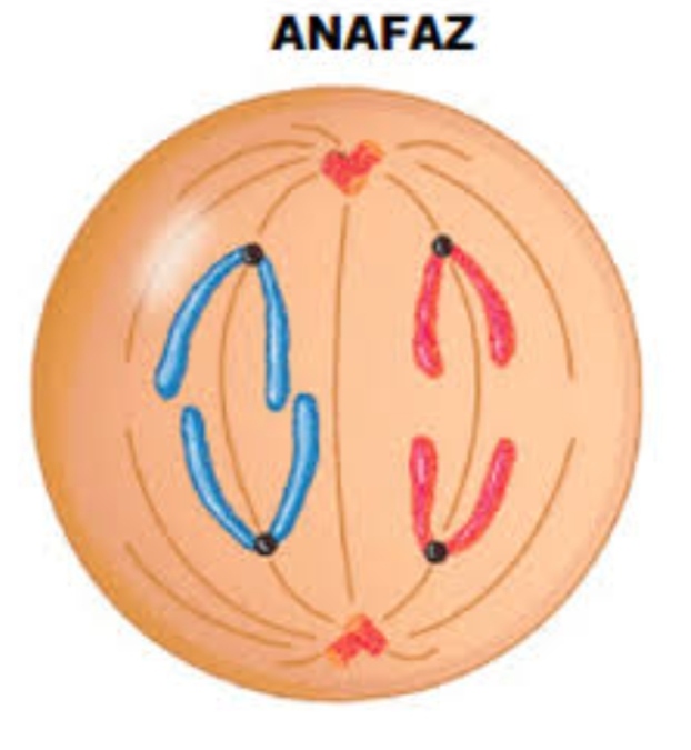 Anafaz Evresi Nedir?
