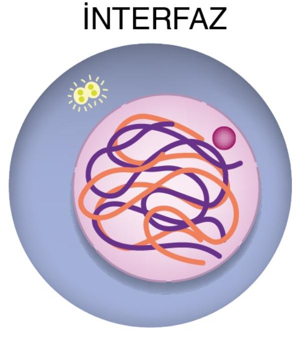 İnterfaz Nedir?