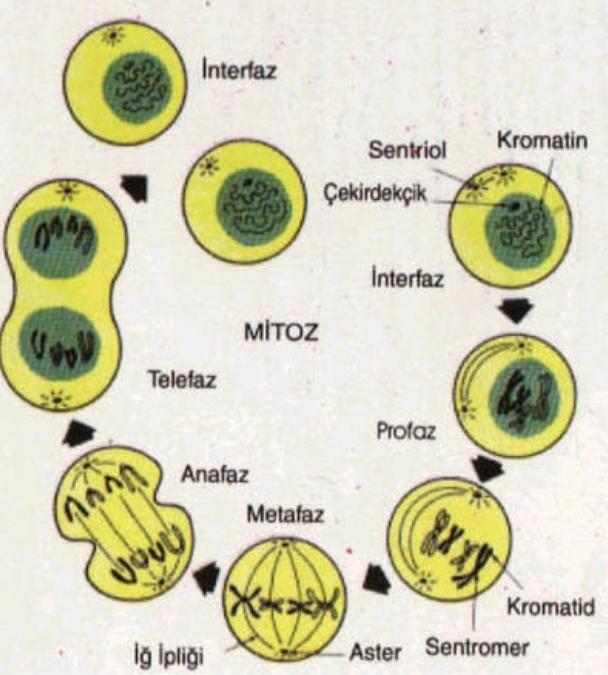 Karyokinez Nedir?