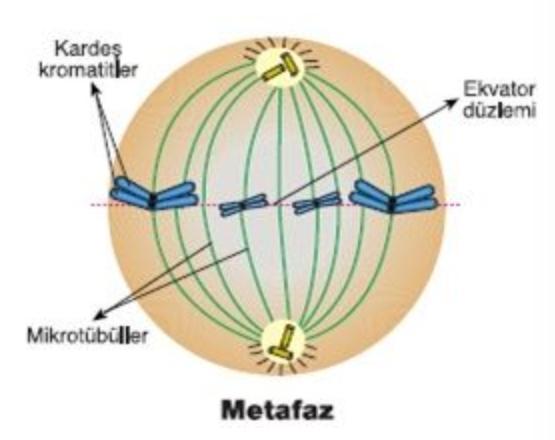 Metafaz Nedir?