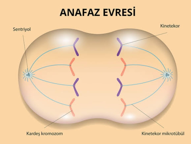 Anafaz Evresi Nedir?