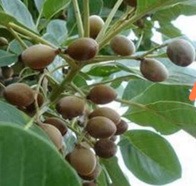 Halile otu nedir?