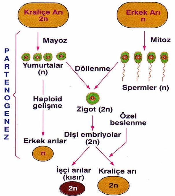 Partenogenez Nedir?