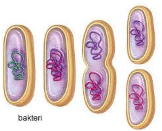 Bölünerek Üreme Nedir?