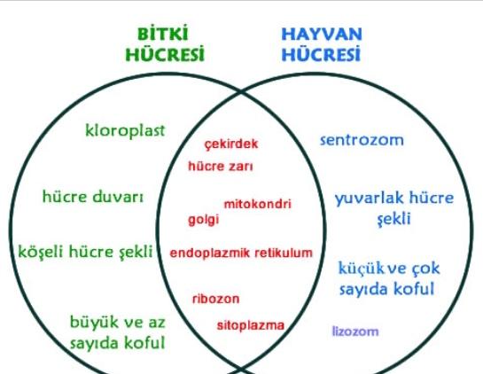Hayvan ve bitki hücrelerinde mitoz bölünmesindeki farklılıklar nelerdir?