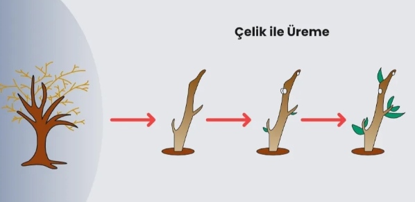 Bitkilerde Vejetatif Üreme Nedir?