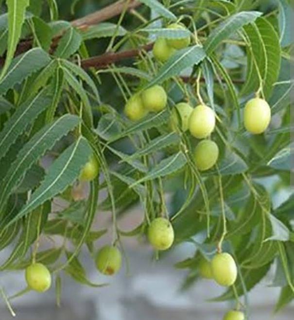 Hint leylağı nedir?