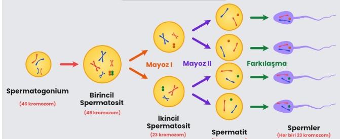 Mayoz bölünme nedir?