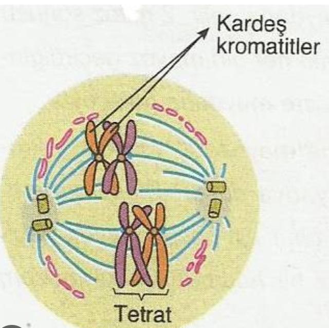 Profaz 1 nedir?