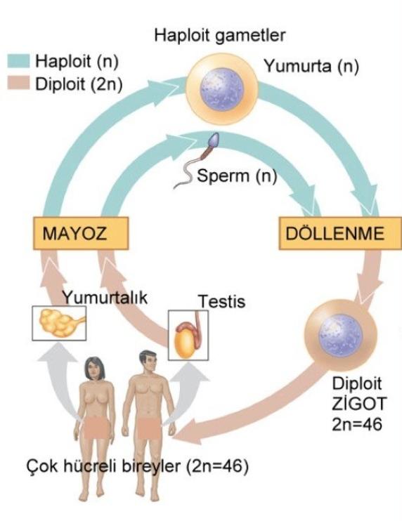 Mayoz ve Eşeyli Üreme Konusu 