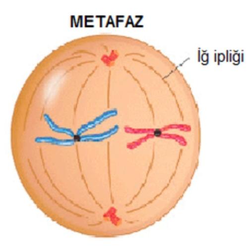 Metafaz nedir?