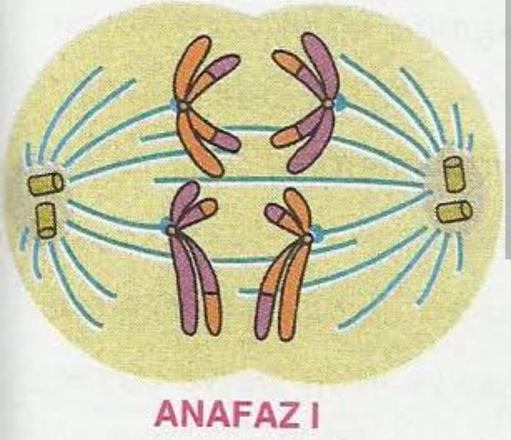 Anafaz 1 nedir?