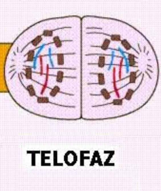 Telofaz 1 nedir?
