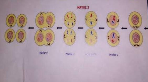 Mayoz 2 nedir?