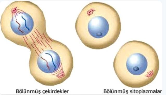Sitoplazma bölünmesi nedir?