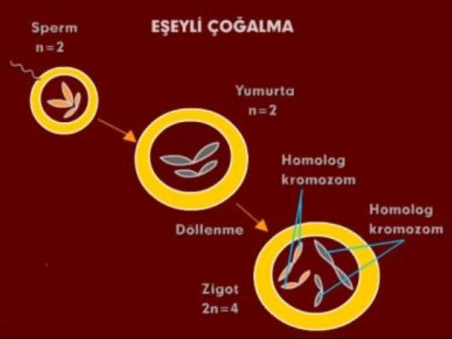 İnsanlarda Eşeyli Üreme Nedir?