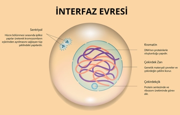 İnterfaz Nedir?
