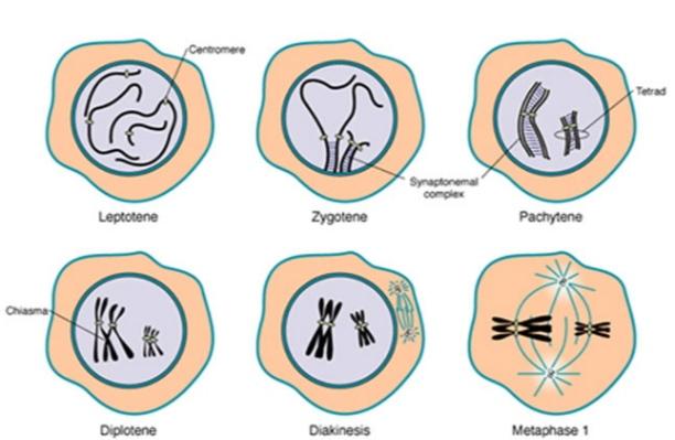 Leptoten Nedir?