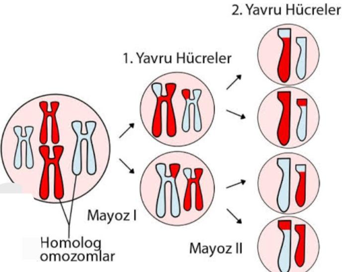 Mayoz 1 nedir?