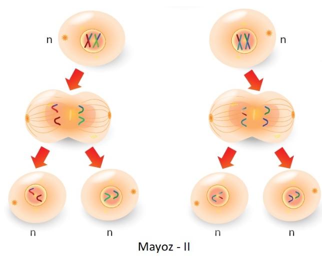 Mayoz 2 nedir?