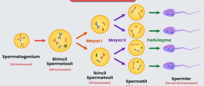 Mayoz bölünme aşamaları nelerdir?
