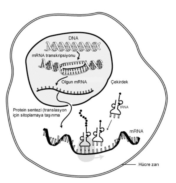 Mesajcı RNA (mRNA) nedir?