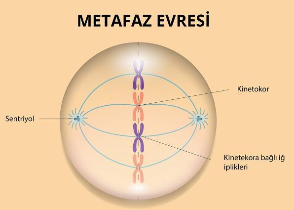 Metafaz nedir?