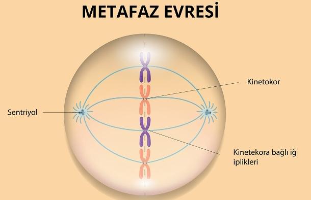 Metafaz Nedir?