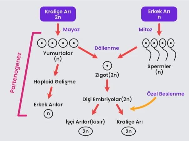 Partenogenez Nedir?