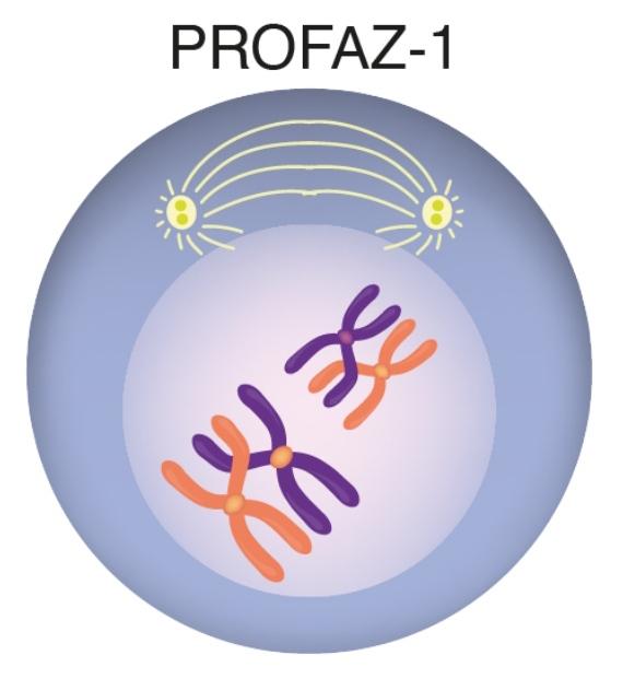 Profaz 1 nedir?