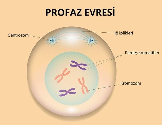 Profaz Nedir?