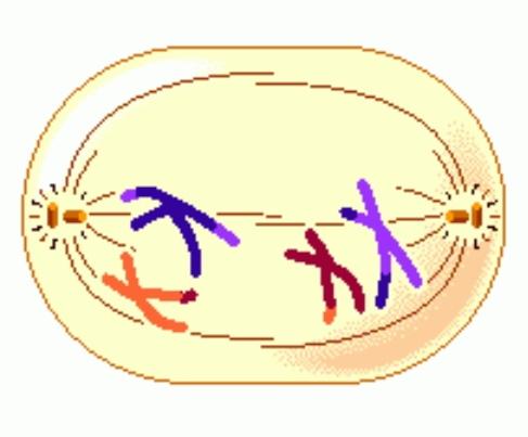 Sitokinez Nedir?