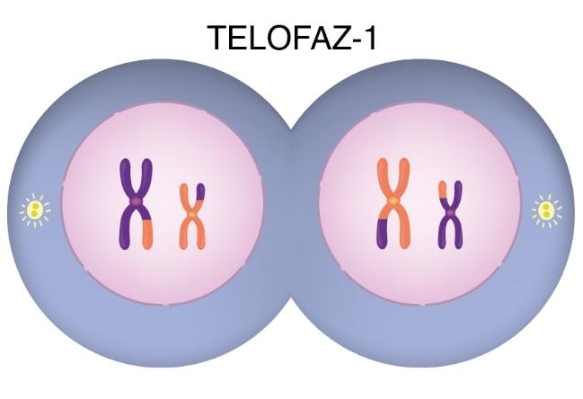 Telofaz 1 nedir?