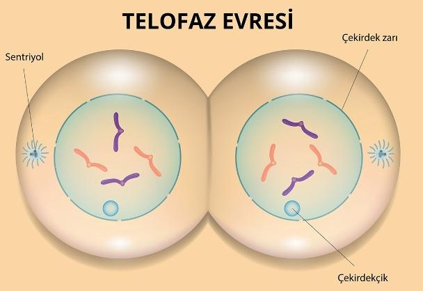 Telofaz Nedir?
