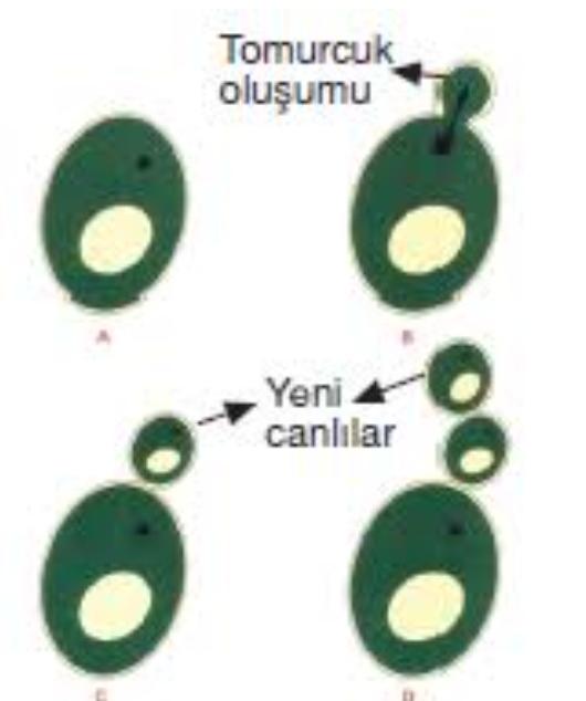 Tomurcuklanarak Üreme Nedir?